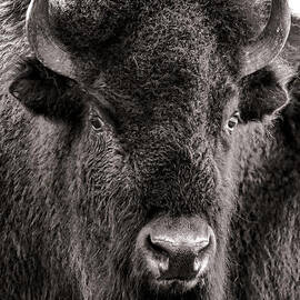 The Bison by Olivier Le Queinec