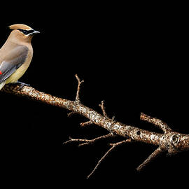 The Cedar Waxwing by Mark Rogan