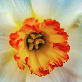 The center of a daffodil flower by Louis Dallara