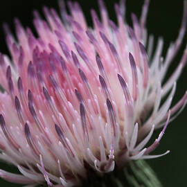 The Color of Thistle
