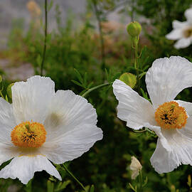 The Eden Project 2 by Cindy Robinson
