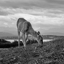 The Fawn by Mary Lee Dereske