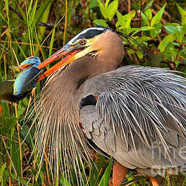 The Feathered Hunter by Adam Jewell
