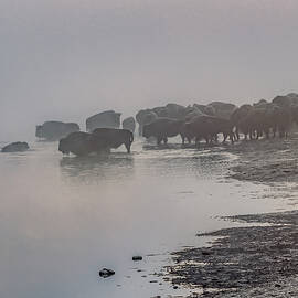 The Foggy Crossing, Bison Herd in Yellowstone by Marcy Wielfaert