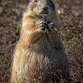 The Food Pyramid by Tim Lyden