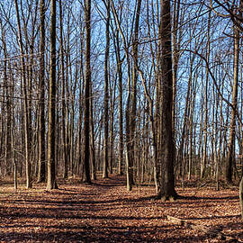 The Forest 2023 by Louis Dallara