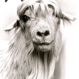 The Goat by Olivier Le Queinec