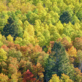 The Heartbreak Colors of Fall by Mary Lee Dereske