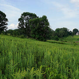 The House in the Meadow by Richard Reeve