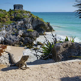 The Iguana at Tulum Mayan Ruins by Mary Lee Dereske