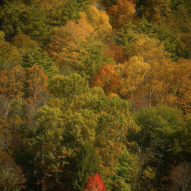 The Little Tree That Could by Dodie Ross