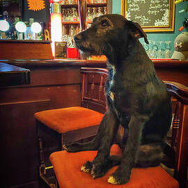 The Local by Mark Callanan