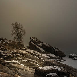The Lone Cottonwood In Fog by Matt Halvorson