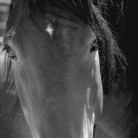 The Mane Attraction  by Rebecca Herranen