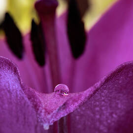 The mouth of a flower by Matt Halvorson