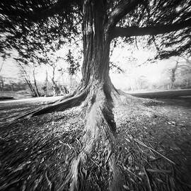 The old tree by Will Gudgeon