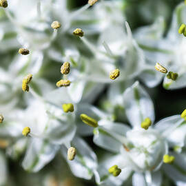 The Onion Blossom by Joe Schofield