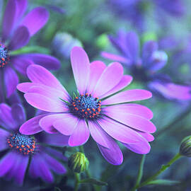 The Painted Daisy by Jessica Jenney