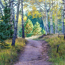 The Path by Shirley Dutchkowski