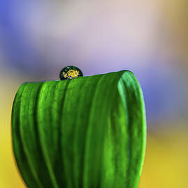 The Pedestal by Matt Halvorson