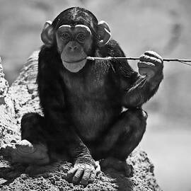 The Philosopher by Tatiana Travelways