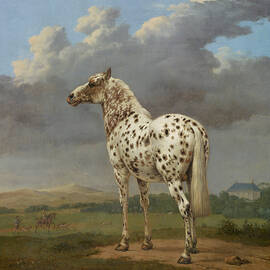 The Piebald Horse by Paulus Potter by The Luxury Art Collection