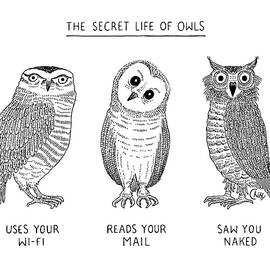 The Secret Life of Owls by Tom Chitty