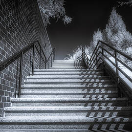 The Stairs by Penny Polakoff