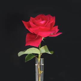 The Still Life of a Chrysler Imperial by Joe Schofield