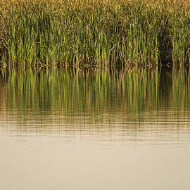 The still water reflects the reeds and their golden reflections  by Steven Heap