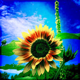 The Sunflower by Onedayoneimage Photography