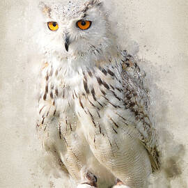 The Suspicious Owl by Ema Paraschiv