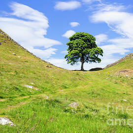 The Sycamore Gap Tree, Hadrians Wall, Northumberland England UK by Neale And Judith Clark