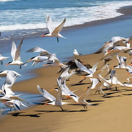 The Terns Aloft Again by Joe Schofield