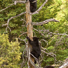 The Three Climbers by Adam Jewell