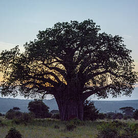The Tree of Life by Douglas Wielfaert
