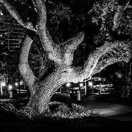 The Tree of Life by Louis Dallara