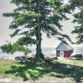 The Tree of Pemaquid Point by Penny Polakoff