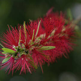The Unique Flower of the Bottlebrush Tree by Nancy Gleason