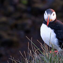 The watchful puffin by Christopher Mathews