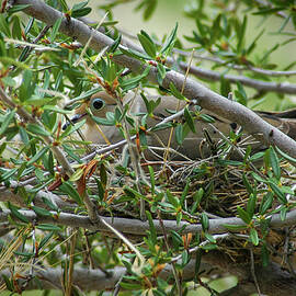 The Well Camouflaged Mourning Dove by Mary Lee Dereske
