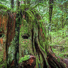 The Woods British Columbia Canada by Tommy Farnsworth