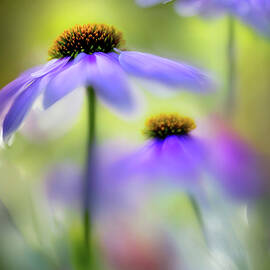 They Dress in Purple 1 by Ursula Abresch