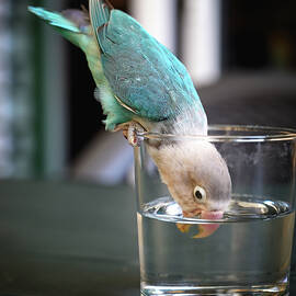 Thirsty Bird by Steven Nelson