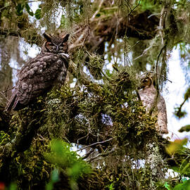 This is a Hoot by David Morefield