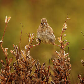 This is Awkward by Jean Noren