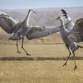 This is Love - Sandhill Cranes by Rebecca Herranen