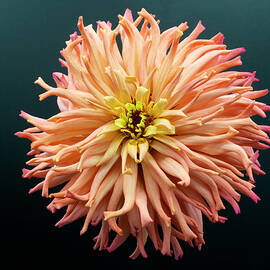 This Side of the Cactus Flowered Zinnia by Joe Schofield