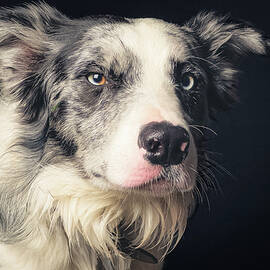 Thoughtful Border Collie Portrait by Robert Niemeier
