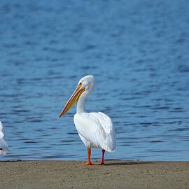 Three American White Pelicans by Rebecca Herranen